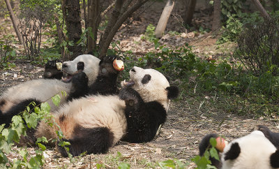 Three eating