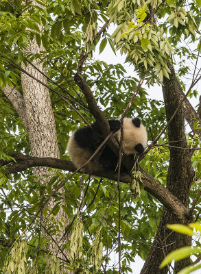 Cub sleeping in a tree