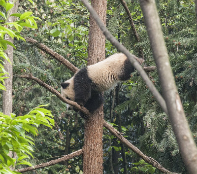 Sleeping in a tree