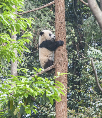 Cub coming down for food