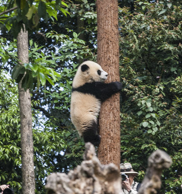 coming down for food