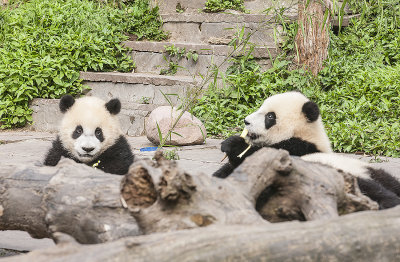 Enjoying bamboo