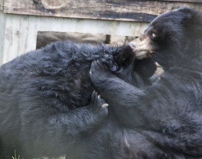 Asiatic Black Bears