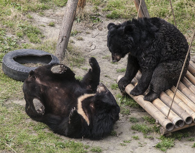 Asiatic Black Bears