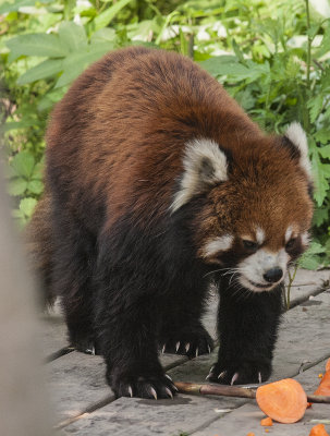 Red Panda