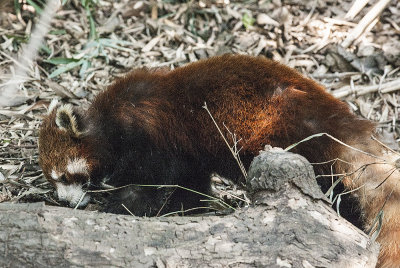 Red Panda