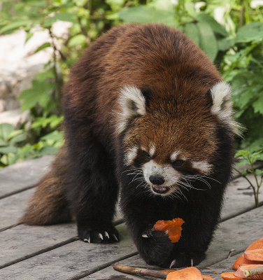 Red Panda gets carrot