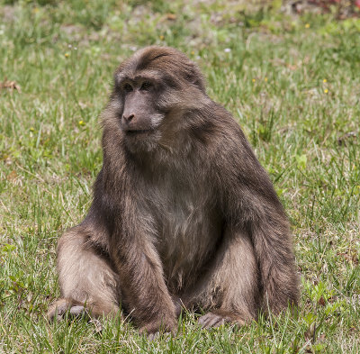 Tibetan Macque