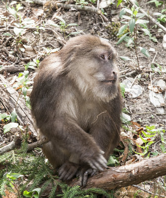 Tibetan Macque