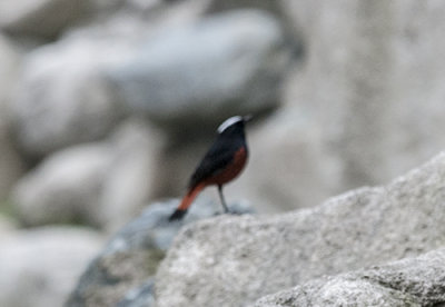 White-capped Redstart