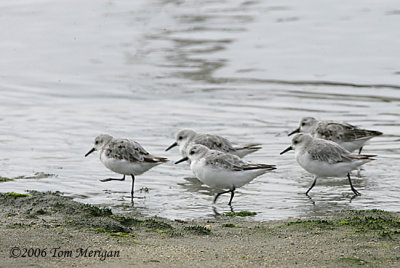 Sanderlings