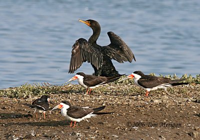 Black Skimmers and a Double-crested Cormorant drying his wings
