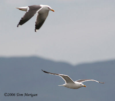 Great Black-backed gulls in flight