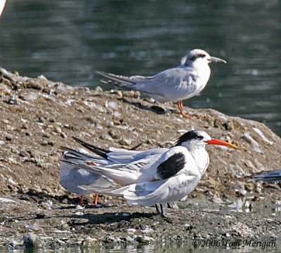 Elegant Terns and Forster's Terns (with orange feet)