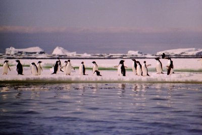 Adelie penguins