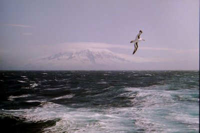 Black browed albatross in front of Heard Island 