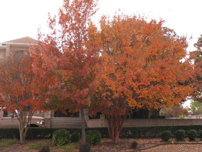 Fall Colors TX - November 2012