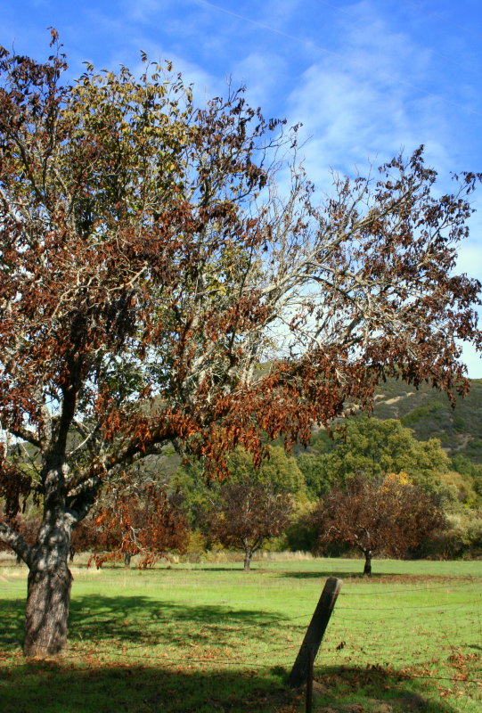 Blue Sky Walnut Grove.JPG