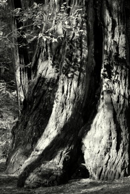 Stout Redwoods California State Reserve.JPG
