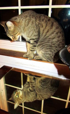 Whos that cat.jpg