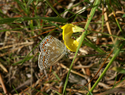 Puktrneblvinge (Polyommatus icarus)