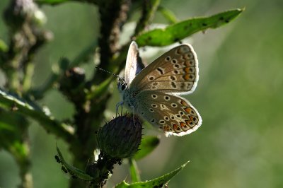 Puktrneblvinge (Polyommatus icarus)