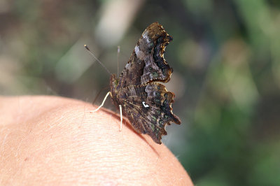 Vinbrsfuks (Polygonia c-album)