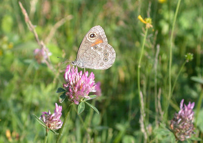 Vitgrsfjril (Lasiommata maera)