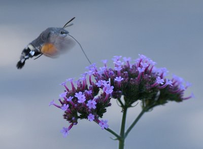 Stor dagsvrmare (Macroglossum stellatarum)