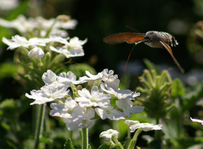 Stor dagsvrmare (Macroglossum stellatarum)