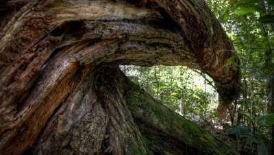 Fallen Tree