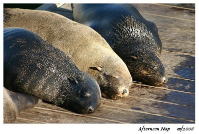 Afternoon Nap