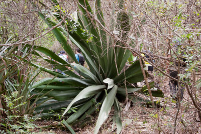 Plantas Gigantes de Maguey Pueden Encontrarse Aqui