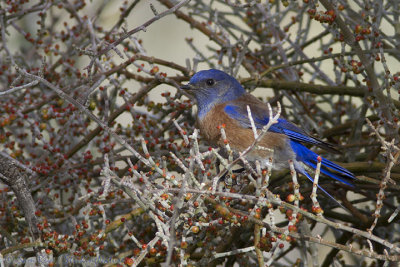 Western Bluebird
