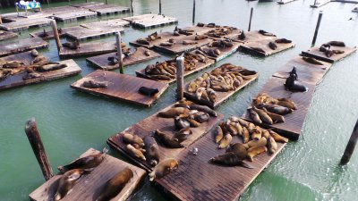 California sea lions have been always present in San Franscisco bay. They have become  a tourist attraction at Pier 39.