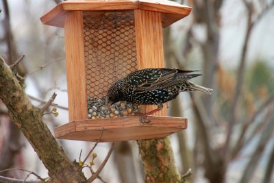 Un tourneau sur ma mangeoire - A starling on my bird feeder