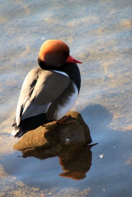 Nette rousse sur le lac de Grardmer - Red-crested pochard male on the lake