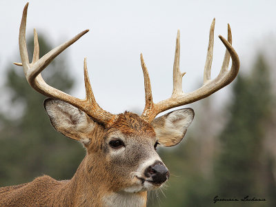 Cerf de Virginie