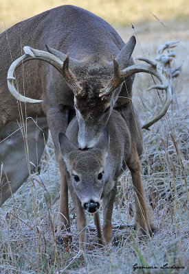 Cerf de Virginie
