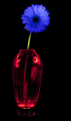 Blue Flower Red Vase