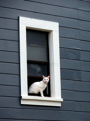 Windowcat