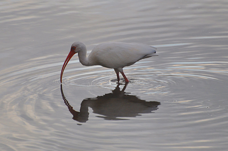 White Ibis