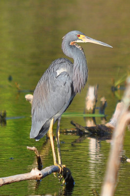 Tricolored Heron