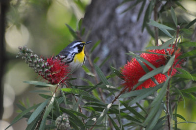Yellow-throated Warbler in bottlebrush tree
