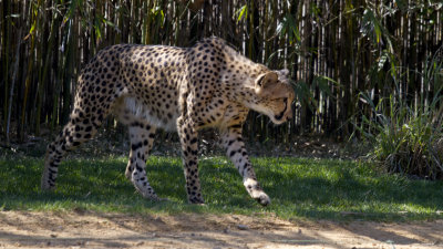 IMG_4448.jpg
