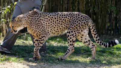 A visit to Busch Gardens was very exciting to be able to see and take the photos of the beautiful Cheetahs