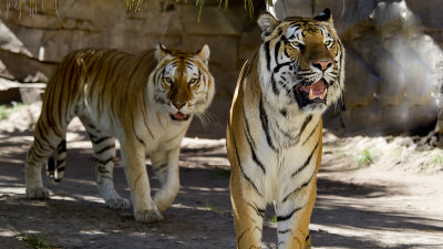 During a another visit to Busch Gardens I was able to get these photos of the beautiful Tigers