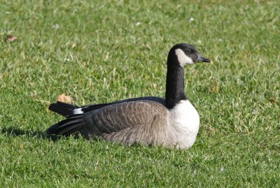  White-cheeked Geese 2012-2013