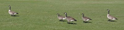  White-cheeked Geese 2012-2013