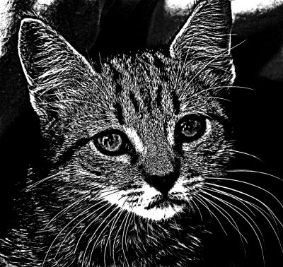 Etch-a-Sketch Kitty